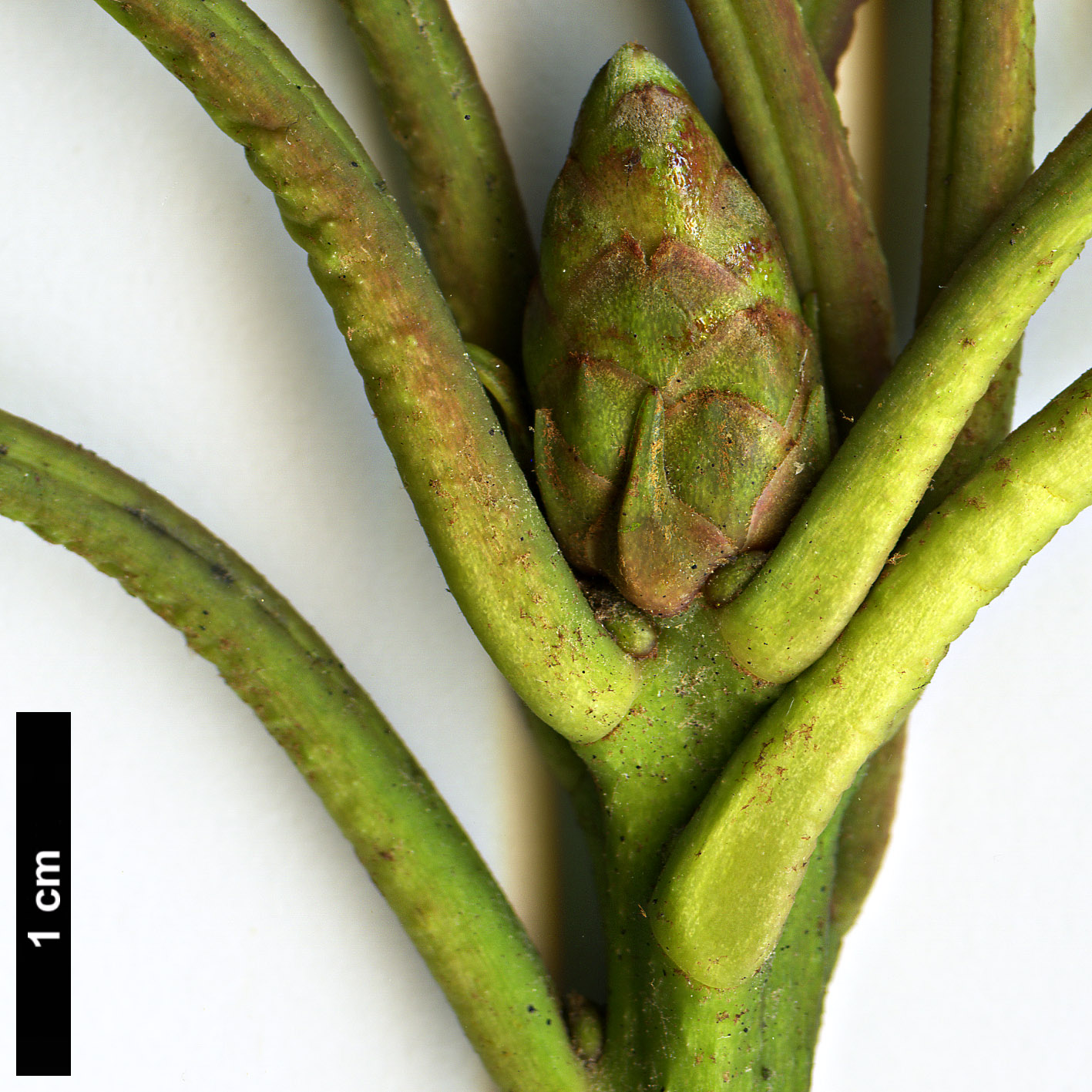 High resolution image: Family: Ericaceae - Genus: Rhododendron - Taxon: arboreum - SpeciesSub: subsp. cinnamomeum Campbelliae Group High resolution image: Family: Ericaceae - Genus: Rhododendron - Taxon: arboreum - SpeciesSub: subsp. cinnamomeum Campbelliae Group